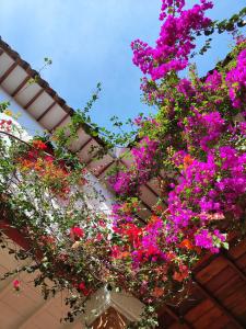 Vrt pred nastanitvijo La Oculta Hostal
