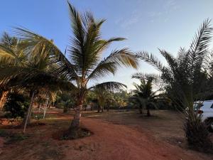 a group of palm trees on a dirt field at Hotel River Point in Malvan