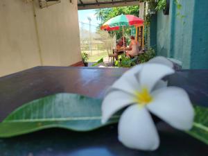 ベントータにあるOkay goldiの傘付きテーブル前の花 +5枚の写真