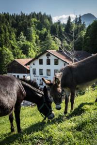 Zvířata v penzionu – hostince nebo okolí