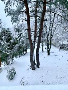 Ảnh trong thư viện ảnh của Ház a Pilisben - mókus család a kertben ở Pilisszentlászló