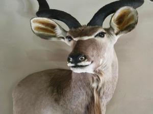 Fotografie z fotogalerie ubytování PHAKELA PRIVATE LODGE v destinaci Thabazimbi + 11 fotografií