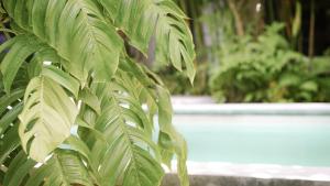 una pianta con foglie verdi accanto a una piscina di Joy Canggu a Canggu