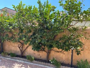 a group of trees in front of a wall at Casachiara in Viareggio