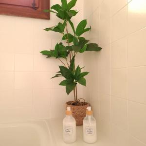 a plant in a bathroom with three bottles of soap at Pico Erata, wifi y renovado - Arafita Apartamentos in Biescas