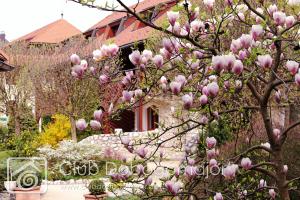 Zahrada ubytování Club Dobogómajor superior