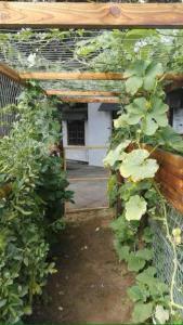 GqeberhaにあるUrban Gardensの塀と植物の集まる庭園