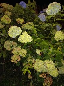 Giardino di Carlotta House-LT