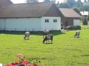 Galeriebild der Unterkunft Gästehaus Reisacher - Einzelzimmer in Peiting