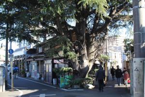 a large tree on the side of a street at hanare in Tokyo