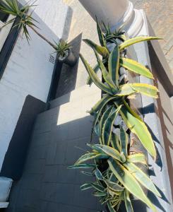 a group of plants on the side of a building at Linie Guest house in Alberton
