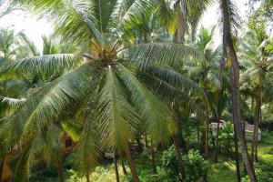 a group of palm trees in front of a house at YASH APARTMENT by Goa suites holiday home in Calangute