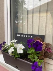 Fotografija u galeriji objekta Apartman MILI u gradu Požarevac