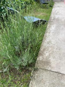 een stuk hoog gras naast een stoep bij Apartman MILI in Požarevac +1 foto