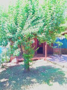 a small tree in front of a building at Cabaña saltos do yucumã in El Soberbio +4 photos