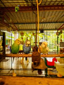 a group of birds sitting in a cage at Dream Vision Guest House in Diu