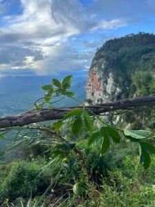 a branch of a tree on top of a mountain at Uvi House & Restaurant in Mntindili