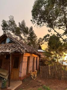 a dog standing in front of a house at Uvi House & Restaurant in Mntindili