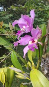 Foto de la galería de Finca Villa Marleny en Fusagasuga