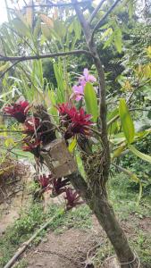 Foto de la galería de Finca Villa Marleny en Fusagasuga