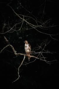 Fotografie z fotogalerie ubytování Sunshine Forest Lodge - Sinharaja v destinaci Deniyaya