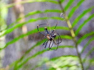 Fotografie z fotogalerie ubytování Sunshine Forest Lodge - Sinharaja v destinaci Deniyaya