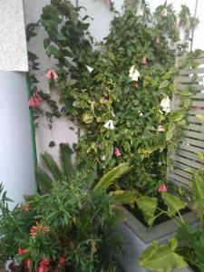 Κήπος έξω από το Hotel TorreViña