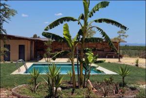 a palm tree in front of a house with a swimming pool at Casa Ecuestre Carmen Martínez in Fuente Palmera