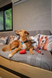 Domácí mazlíčci ubytovaní s hosty v ubytování Bom pra Cachorro