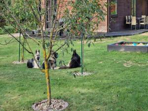 Ogród w obiekcie Modern holiday homes for 8 people with the pool