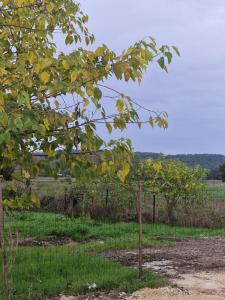 a fence in the middle of a field with trees at Une maison avec 3 chambres in Bédarrides