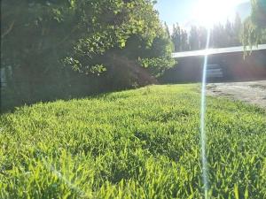 a field of green grass with the sun in the background at departamento por día ruta 41 2 in Los Antiguos +1 photo