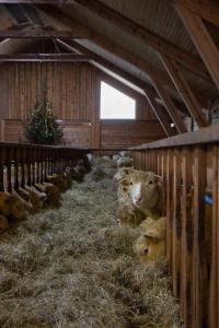 een groep schapen die in een schuur liggen bij Unik fjøsleilighet in Levanger