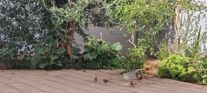Zahrada ubytování Settat room Homy