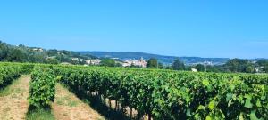 a row of vines in a vineyard at L'éden des Baronnies in Mirabel-aux-Baronnies
