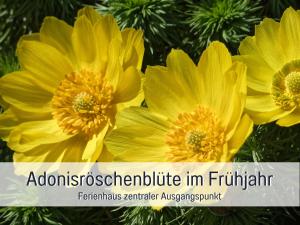 a group of yellow flowers with the wordsautostructible in fritidis at Ferienhaus Lebuser Land für bis zu 4 Personen mit 1300 qm Garten und Privatsauna, grandiosen Blick über die Oder, sonntags late check out bis 18 Uhr inklusive in Lebus +61 photos