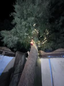 Ảnh trong thư viện ảnh của Tree house ở Dahab