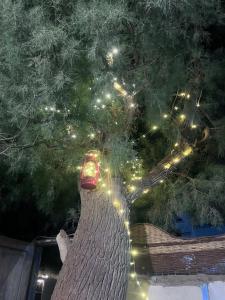 Ảnh trong thư viện ảnh của Tree house ở Dahab