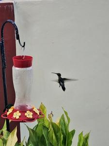 Foto sihtkohas Scarborough asuva majutusasutuse Breadfruit lodge galeriist
