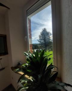 a potted plant sitting in front of a window at Les Chambres de l'Estelou in Clarens