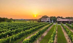a vineyard with the sunset in the background at 8b 4b nearby pool Blanco wine trail town sq in Blanco