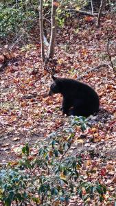 ガトリンバーグにあるSouthern Oak at Chalet Village - 5 Minutes from Gatlinburg and National Parkの地に座る黒熊