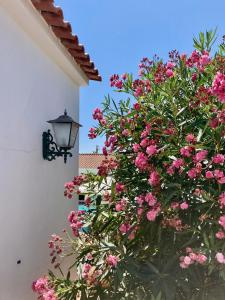a flowering bush with pink flowers next to a building at Quinta do Mastim in Évora