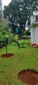 Manshu Guest House في هراري: ساحة فيها نخلة ومنزل
