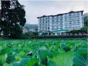 a large field of cabbage in front of a hotel at Highland View in Nuwara Eliya +14 photos