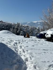 冬天的Amarys Boutique Stays Manali