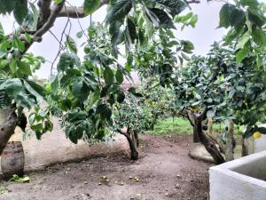 a row of orange trees in an orchard at Casa al tramonto...sunset lovers retreat in Lipari