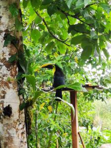 Fotografie z fotogalerie ubytování Papaya Lodge v destinaci El Achiote
