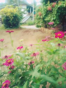 Giardino di ALEXANDRA HOME for foreign tourists only