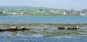 a group of hippos swimming in a large body of water at No 1 Broughton Bed & Breakfast in Pierowall